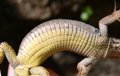 Iberolacerta horvathi