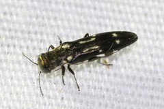 Agrilus obsoletoguttatus