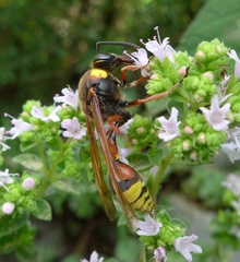 Delta unguiculatum