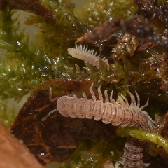 Striariinae