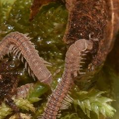 Striariinae