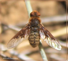 Thyridanthrax semitristis