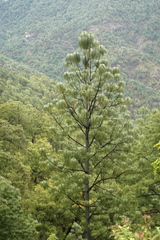 Pinus maximinoi