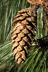 Pinus maximinoi