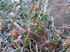 Marsilea batardae