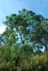 Pinus maximinoi