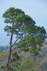 Pinus maximinoi