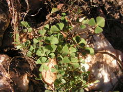 Marsilea batardae