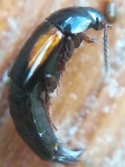 Tachinus subterraneus