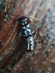 Tachinus subterraneus