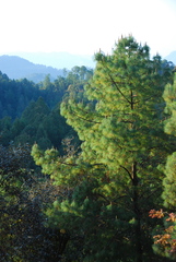 Pinus maximinoi