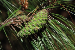 Pinus maximinoi