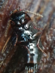 Tachinus subterraneus