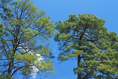 Pinus maximinoi