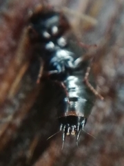 Tachinus subterraneus
