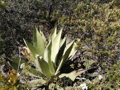 Agave scaposa