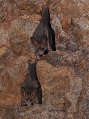 Megaderma spasma