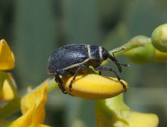 Rhyssomatus marginatus