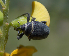 Rhyssomatus marginatus