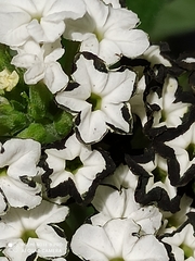 Tournefortia hartwegiana