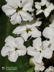 Tournefortia hartwegiana
