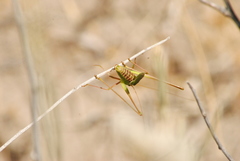 Burgilis curta
