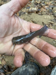 Noturus leptacanthus