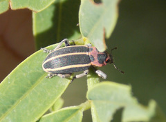 Eudiagogus episcopalis
