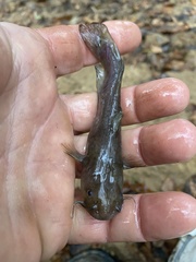 Noturus leptacanthus