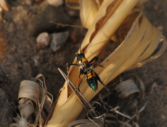 Scaphura elegans