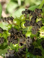Tournefortia hartwegiana