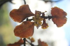 Cyrtochilum tetracopis