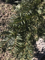 Taxus canadensis
