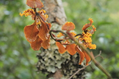 Cyrtochilum tetracopis