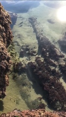 Paralabrax nebulifer