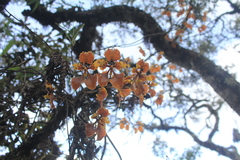 Cyrtochilum tetracopis