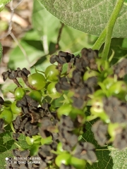 Tournefortia hartwegiana