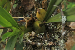 Cyrtochilum tetracopis