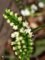 Tournefortia hartwegiana
