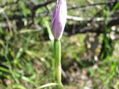 Glossodia major