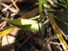 Glossodia major