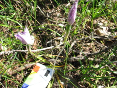 Glossodia major