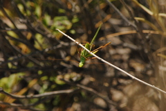Burgilis curta