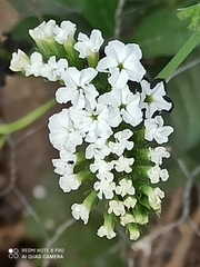 Tournefortia hartwegiana
