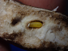Rhopalomyia baccharis