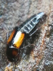 Tachinus subterraneus