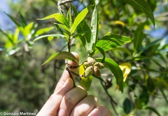 Kageneckia lanceolata