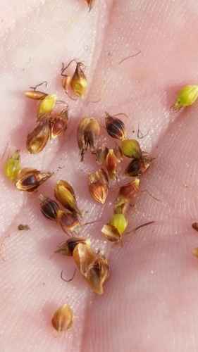 Image of Rhynchospora baldwinii by (c) Jay Horn, some rights reserved (CC BY)