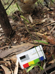 Glossodia major