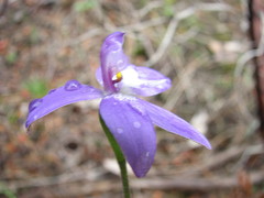 Glossodia major